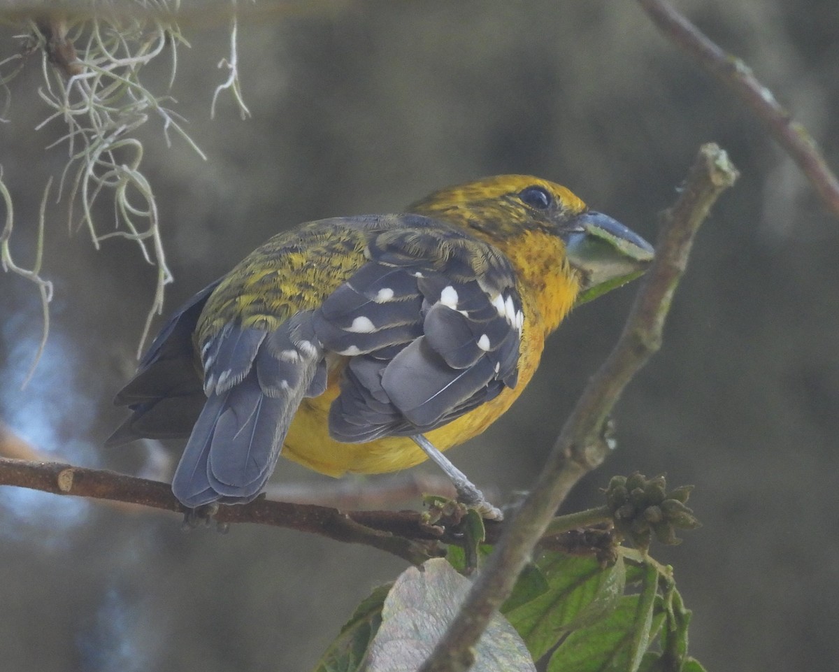 Golden Grosbeak - ML641287279