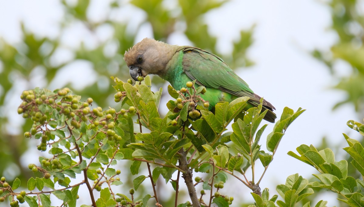 Brown-headed Parrot - ML641287309
