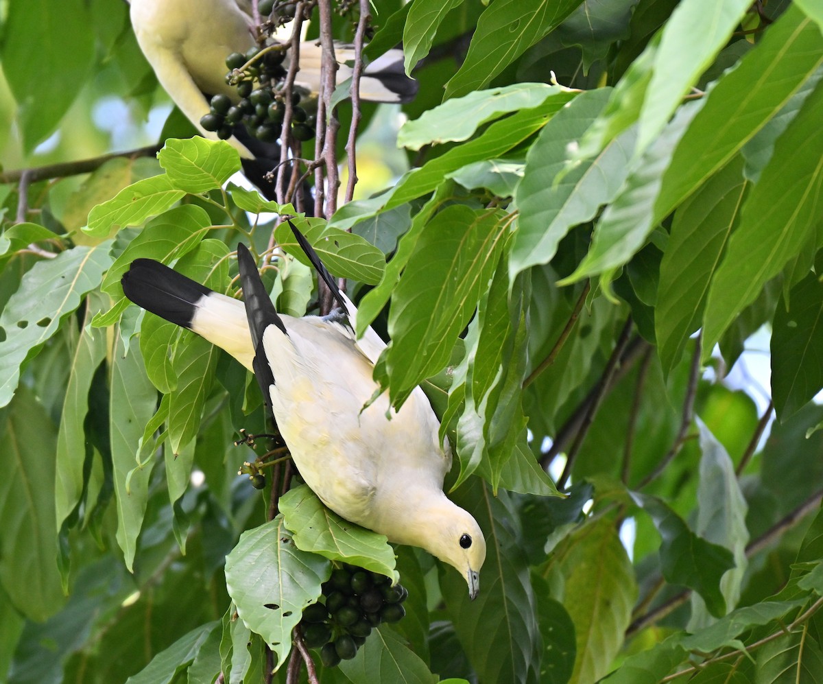 Pied Imperial-Pigeon - ML641287339