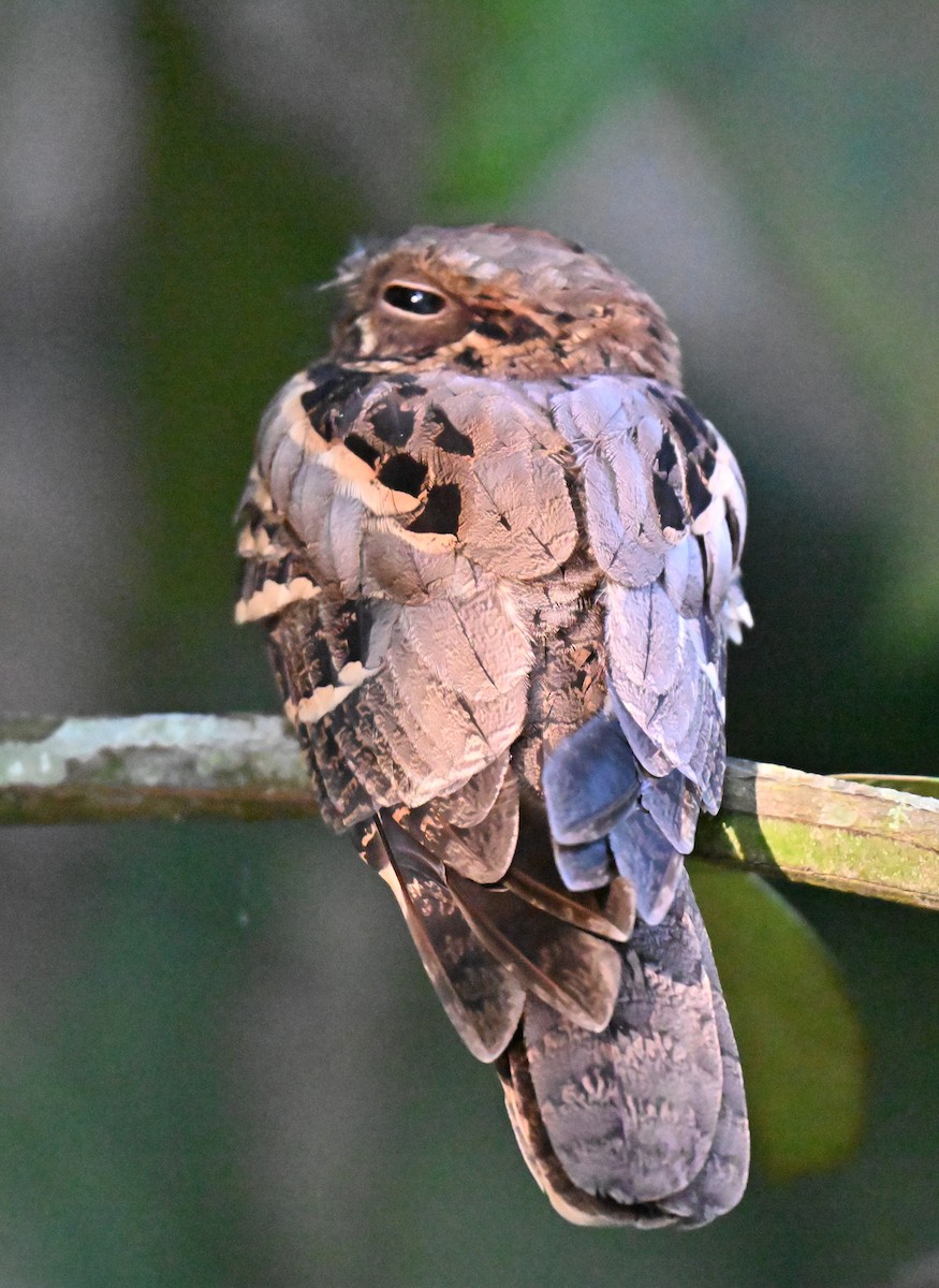 Large-tailed Nightjar - ML641287360