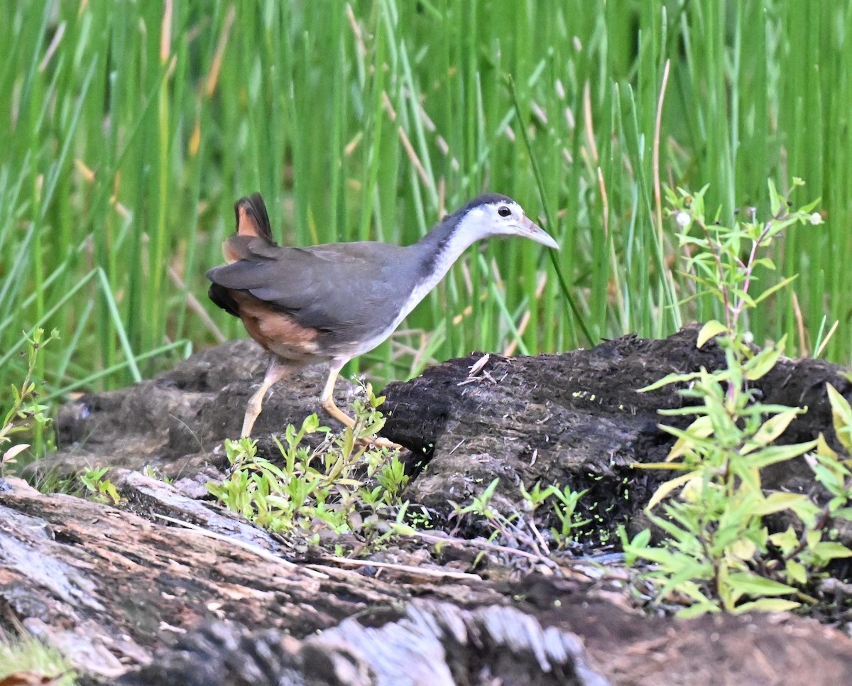 White-breasted Waterhen - ML641287362