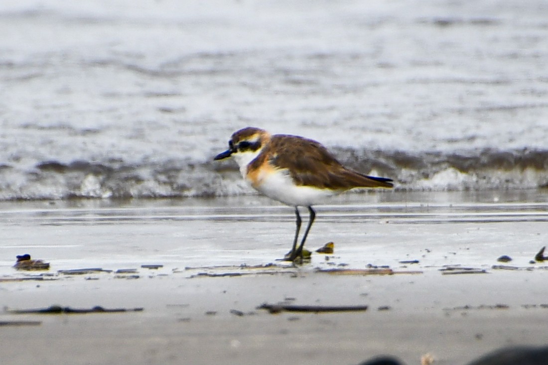 Tibetan Sand-Plover - ML641287374