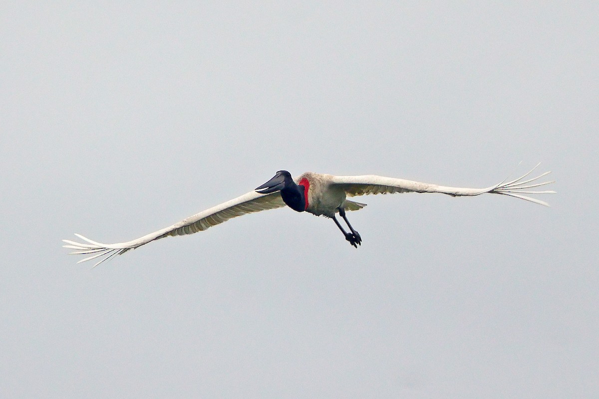 Jabiru - ML641287384