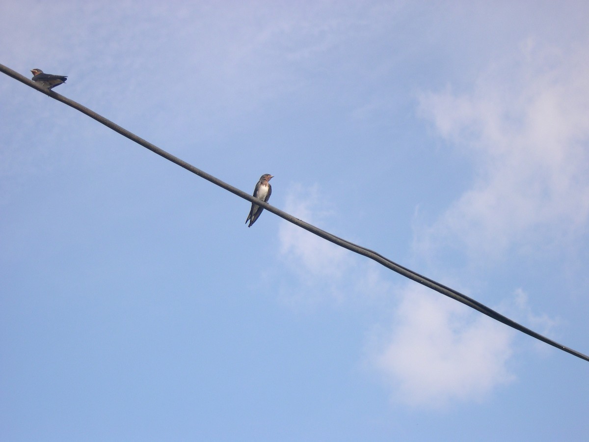 Red-chested Swallow - ML641287389