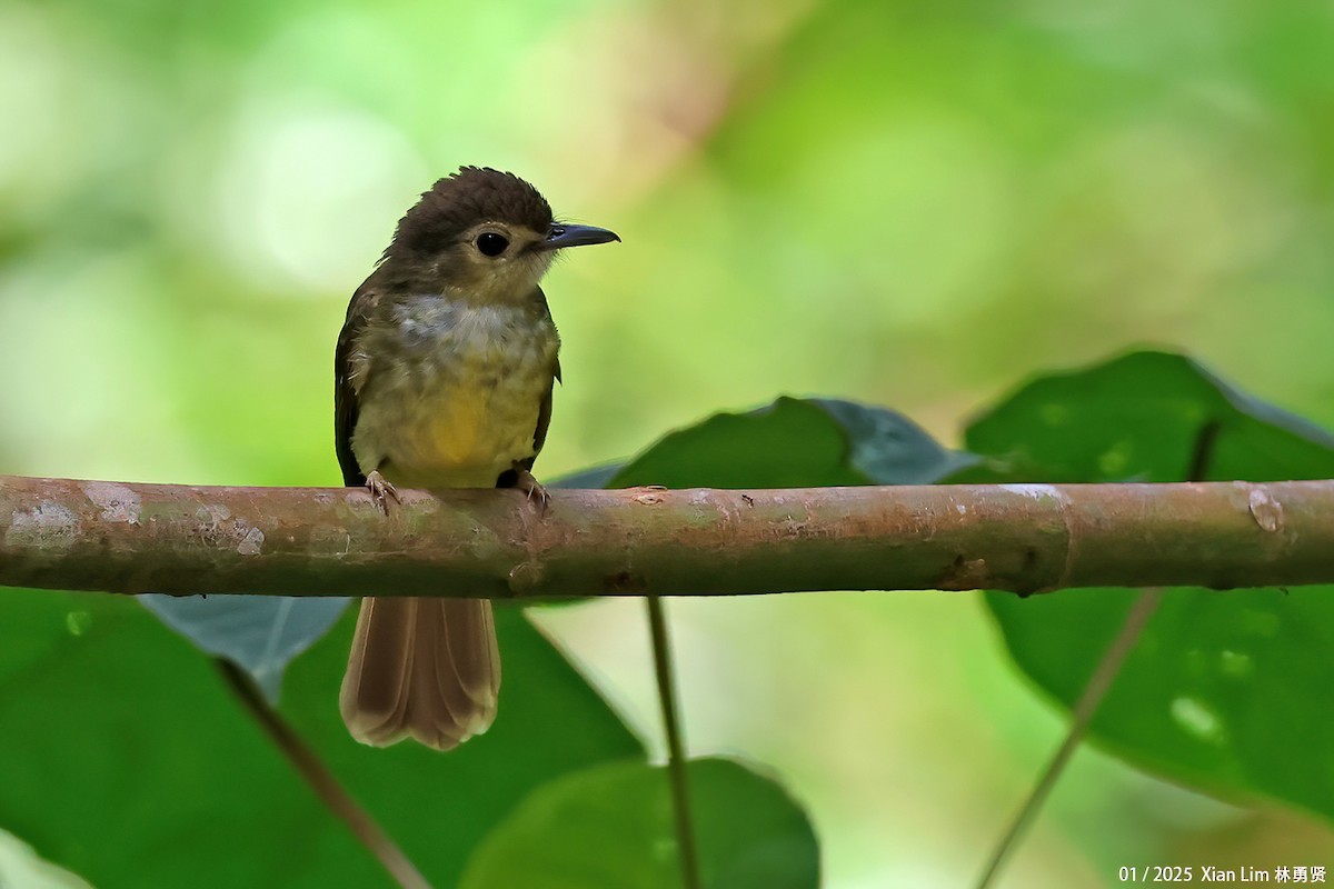 Hairy-backed Bulbul - ML641287395