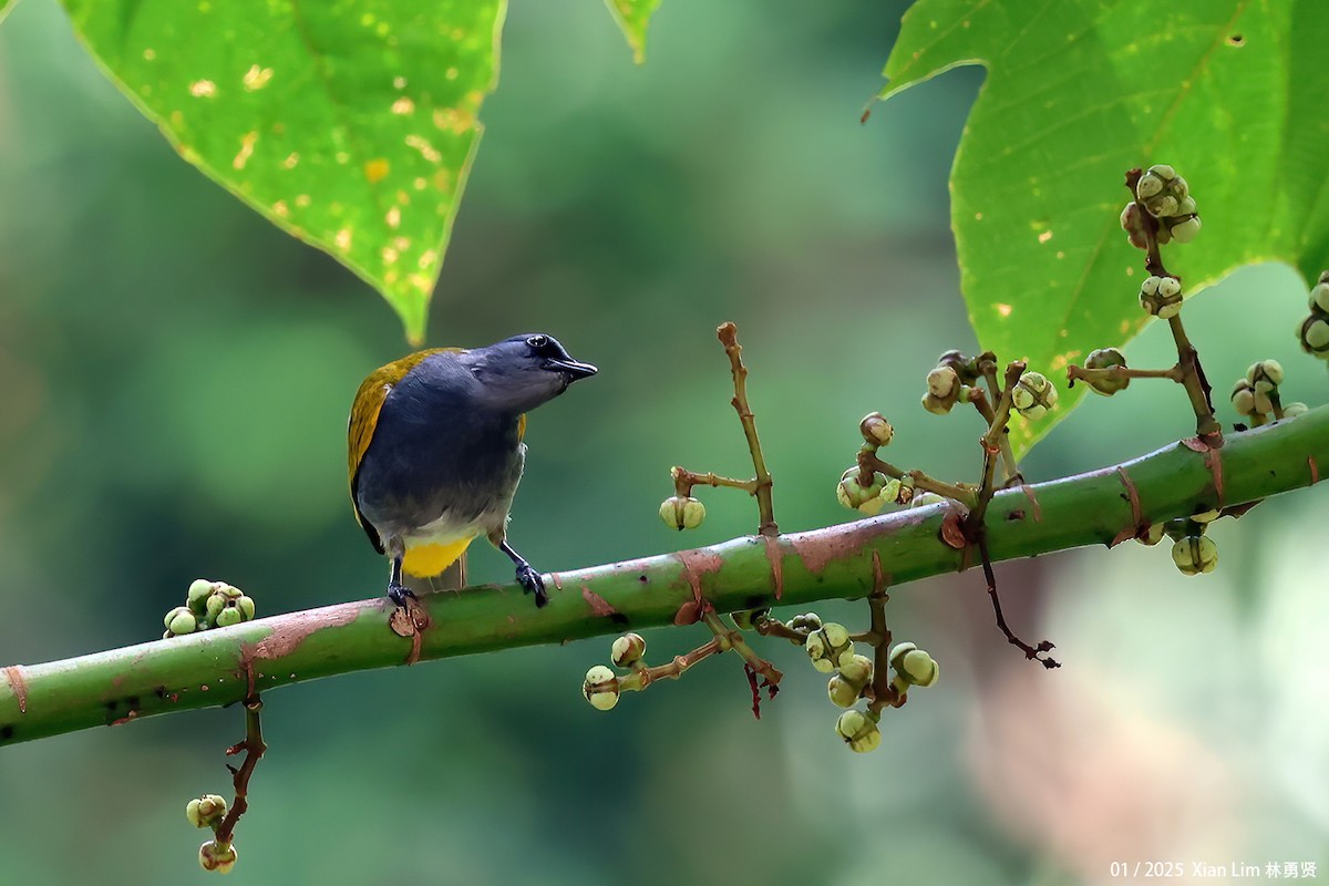 Gray-bellied Bulbul - ML641287397