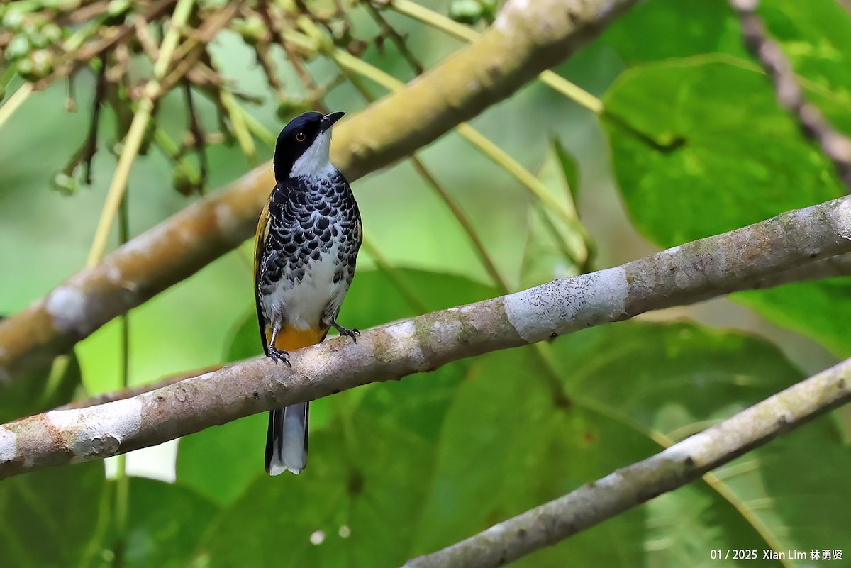 Scaly-breasted Bulbul - ML641287404
