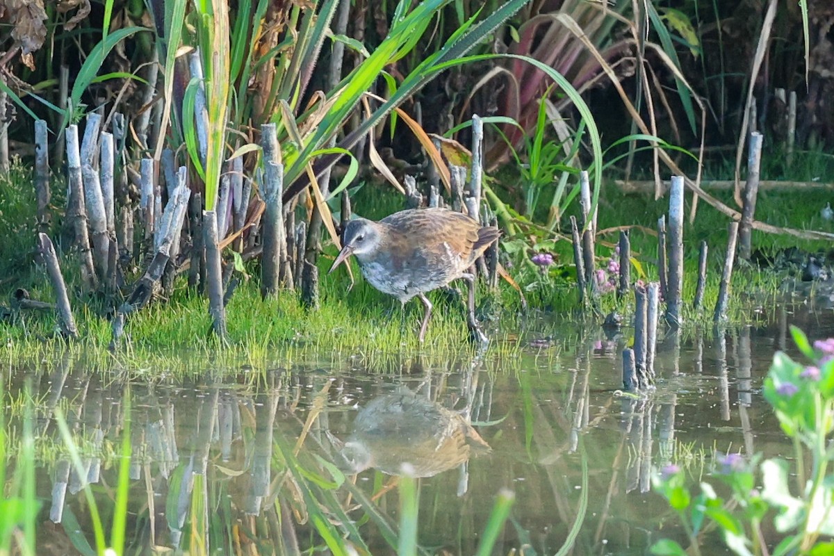 Virginia Rail - ML641287406
