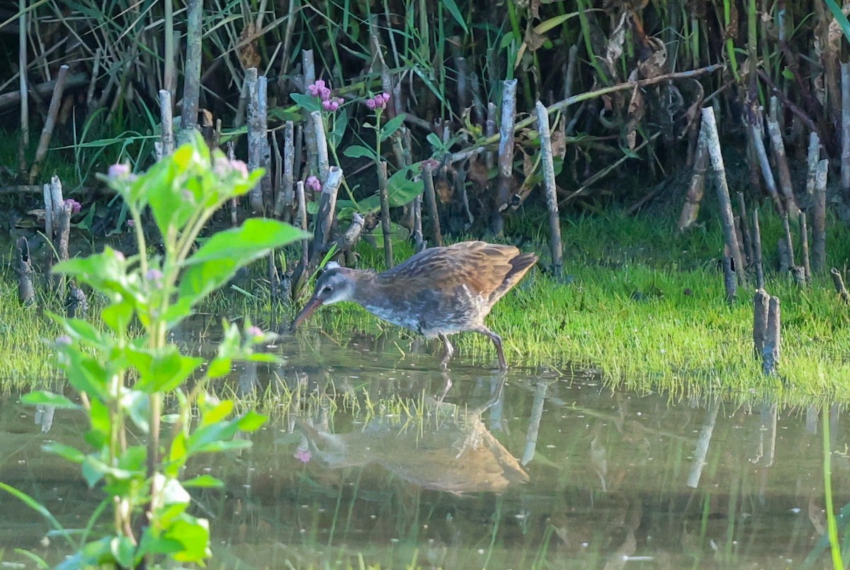 Virginia Rail - ML641287407