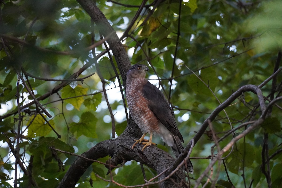 Cooper's Hawk - ML641287411