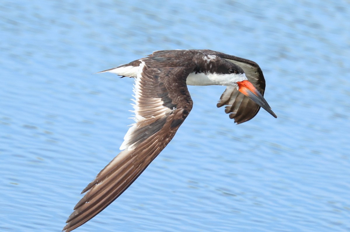 Black Skimmer - ML641287437