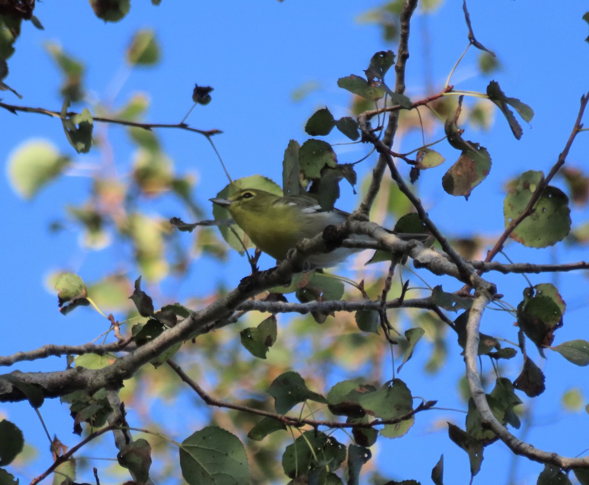 Yellow-throated Vireo - ML641287444