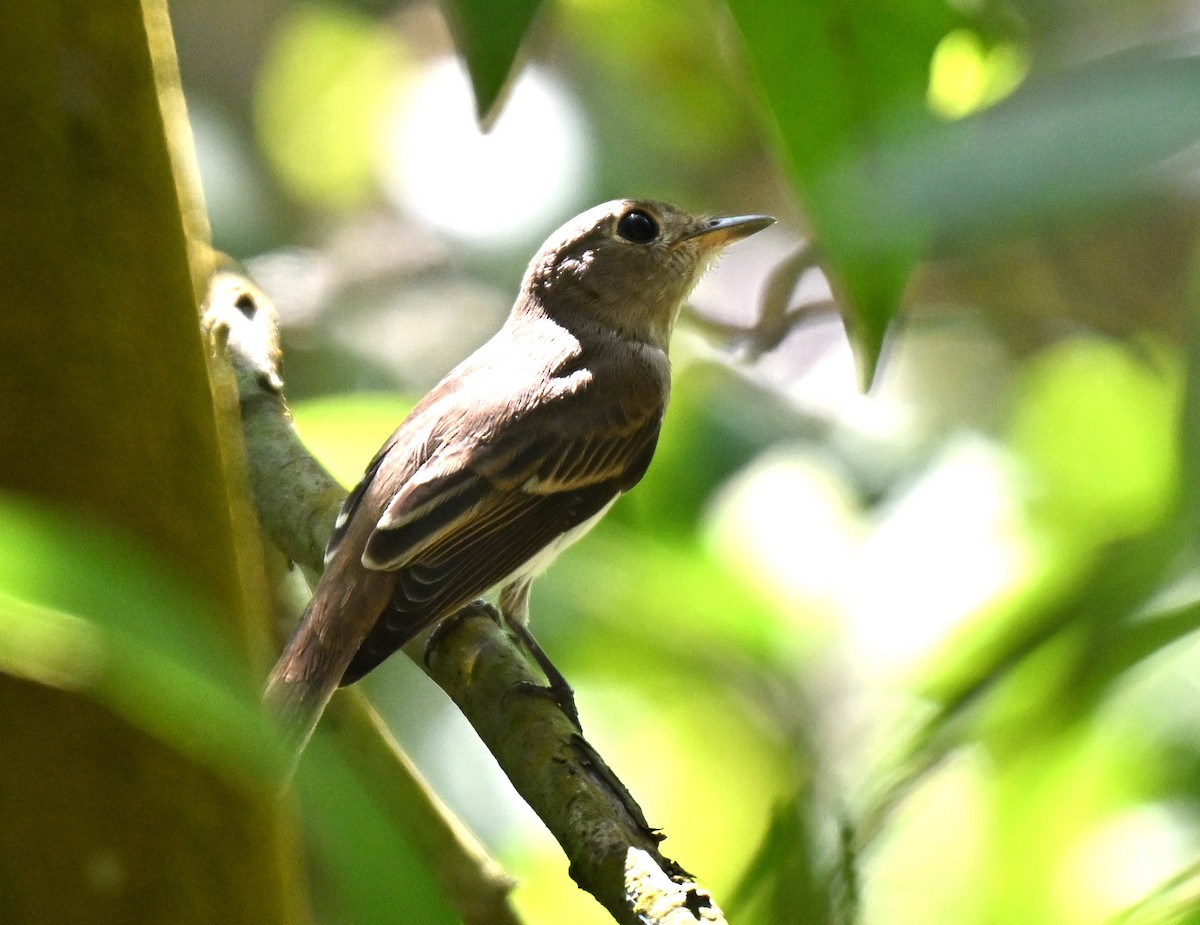 Brown-streaked Flycatcher - ML641287521