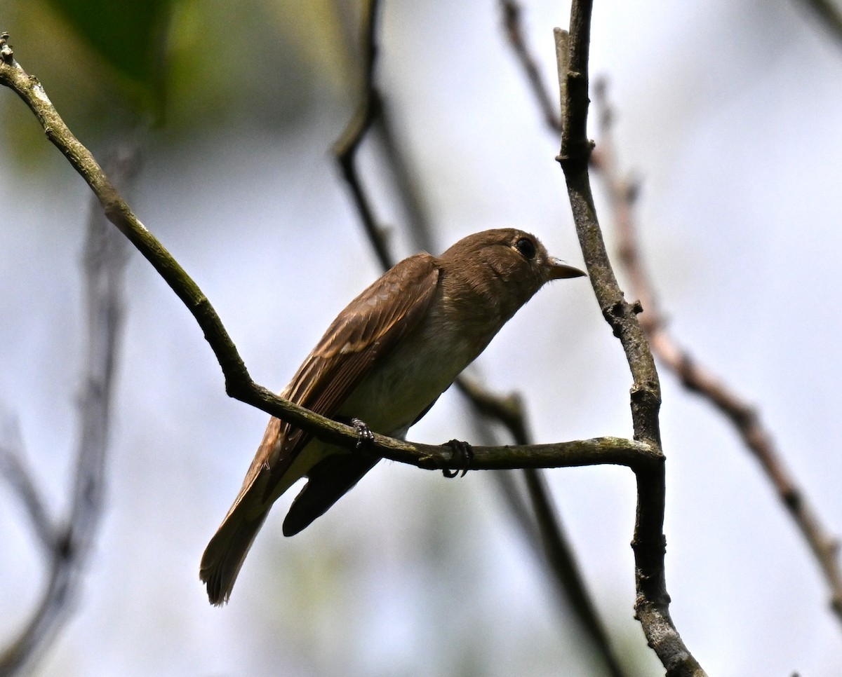 Brown-streaked Flycatcher - ML641287522