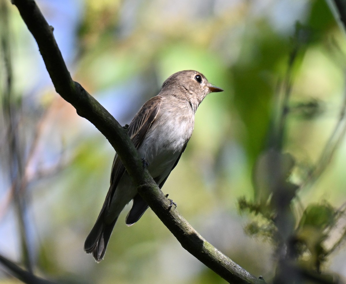 Brown-streaked Flycatcher - ML641287523