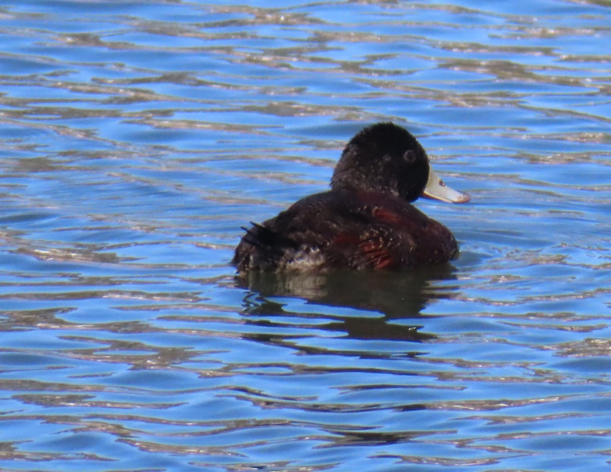 Blue-billed Duck - ML641287572