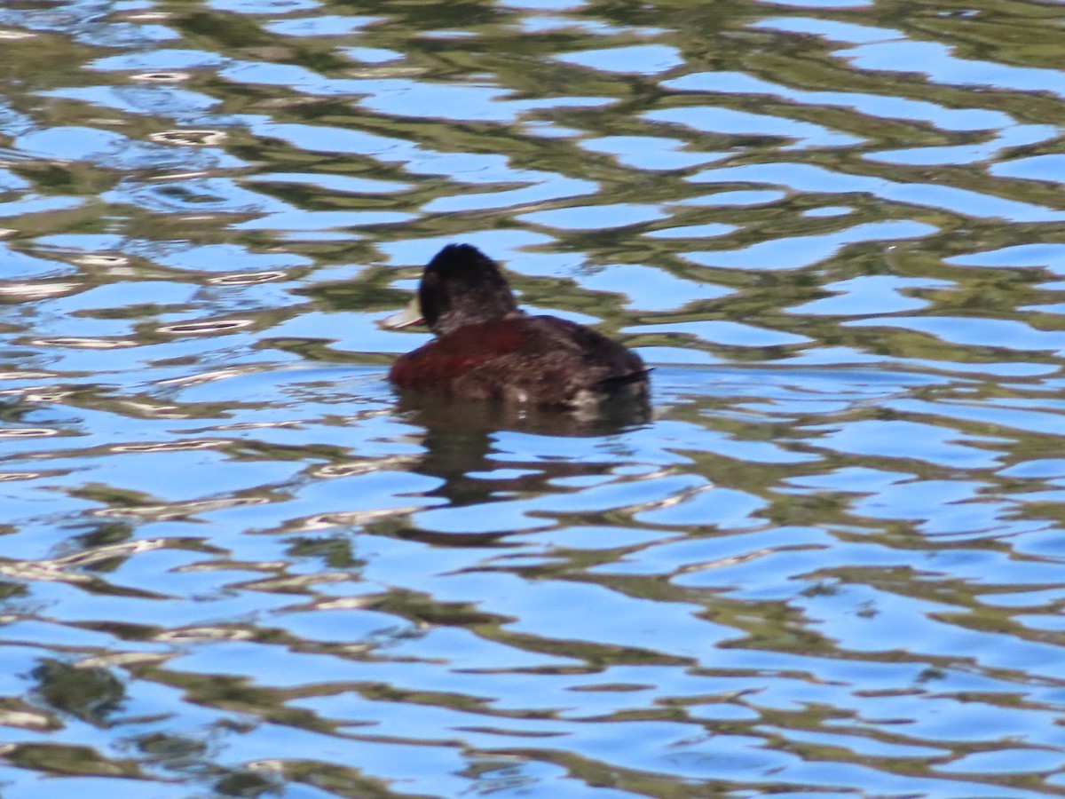 Blue-billed Duck - ML641287574