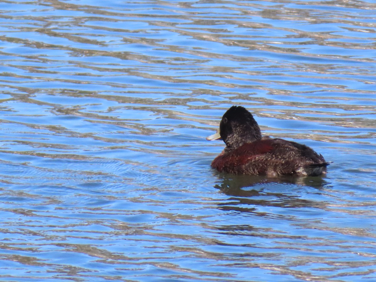 Blue-billed Duck - ML641287575