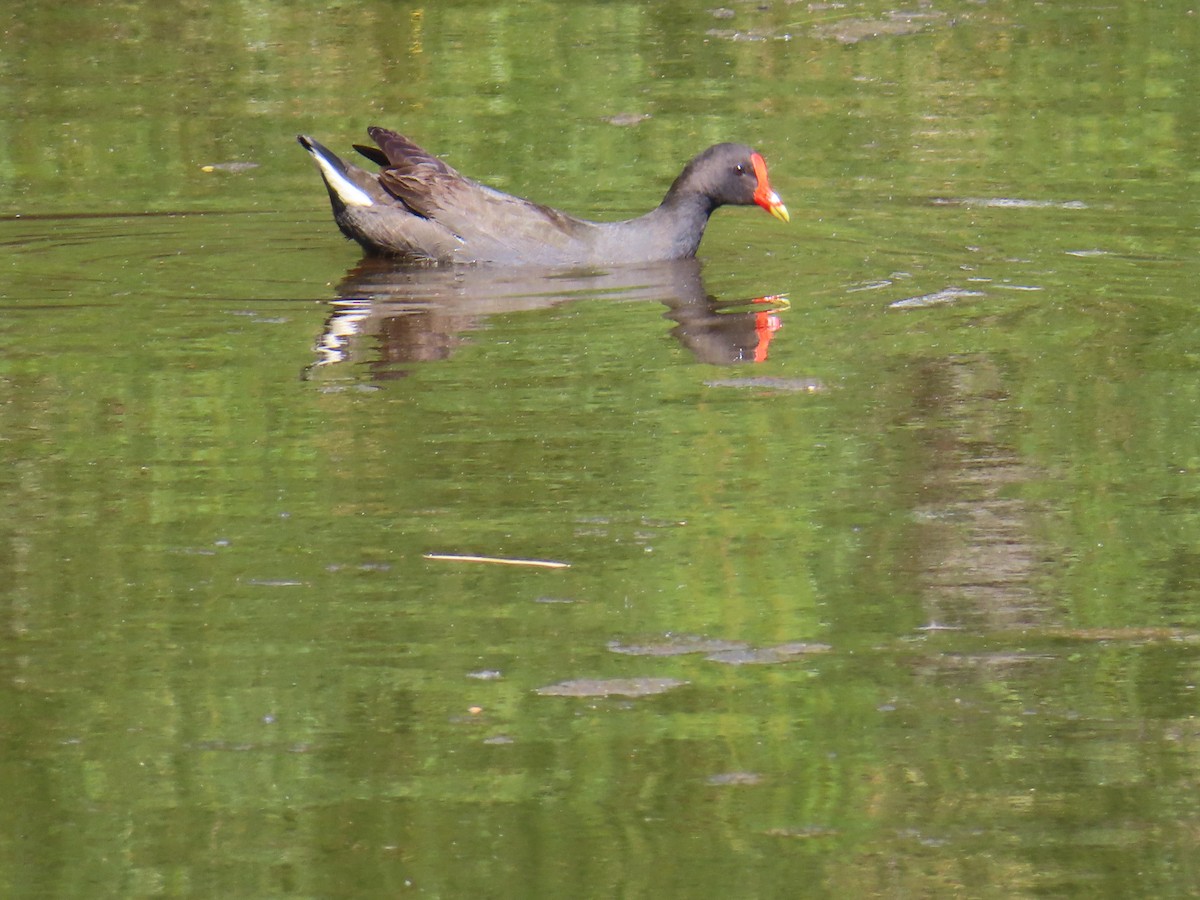 Dusky Moorhen - ML641287580
