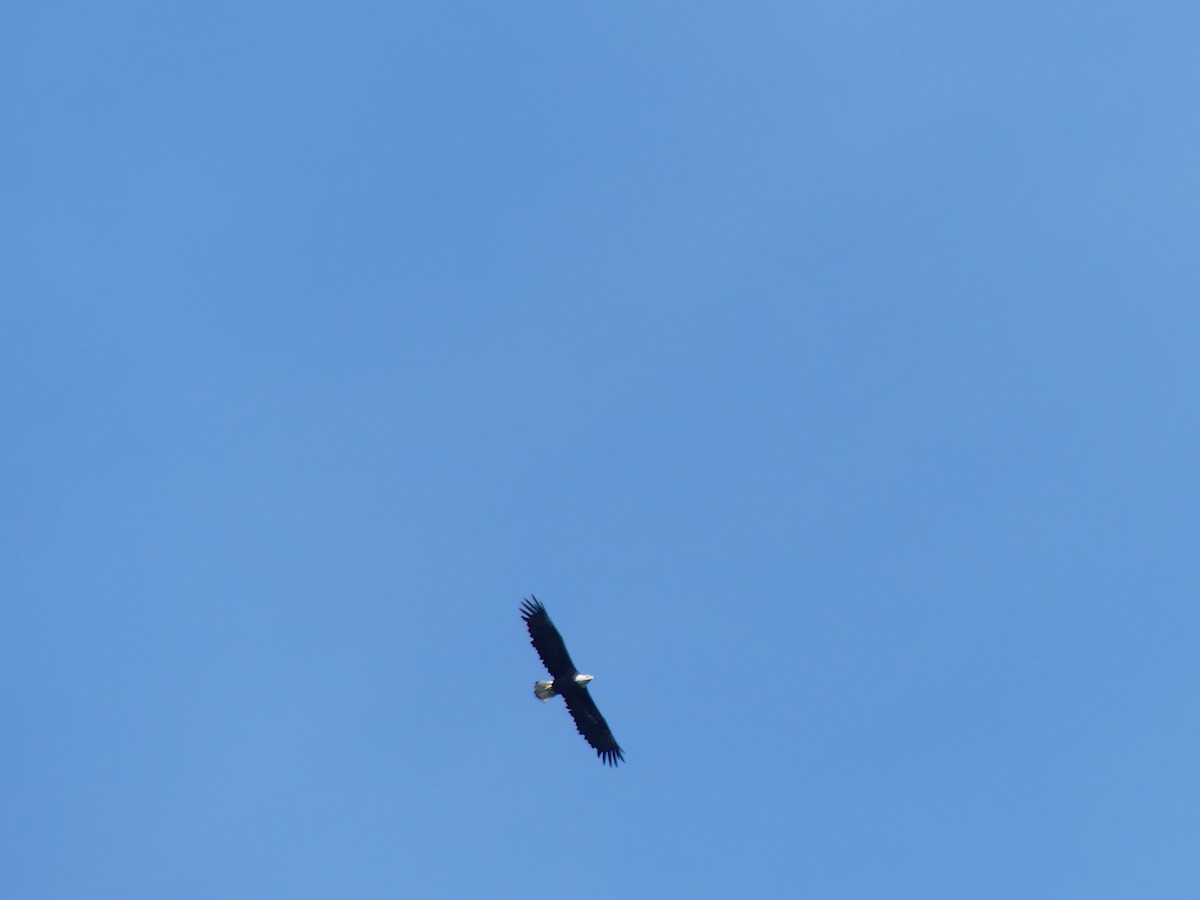 Bald Eagle - ML641287584