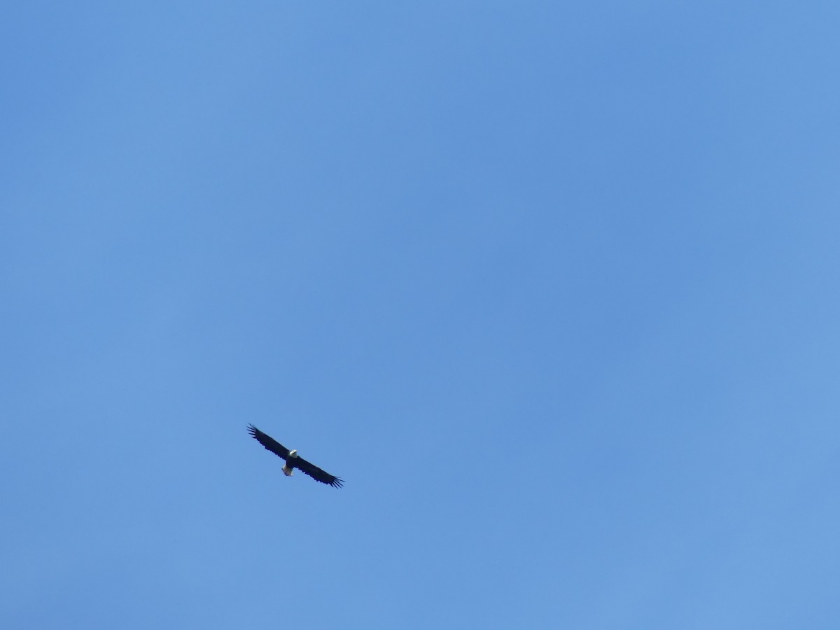 Bald Eagle - ML641287586