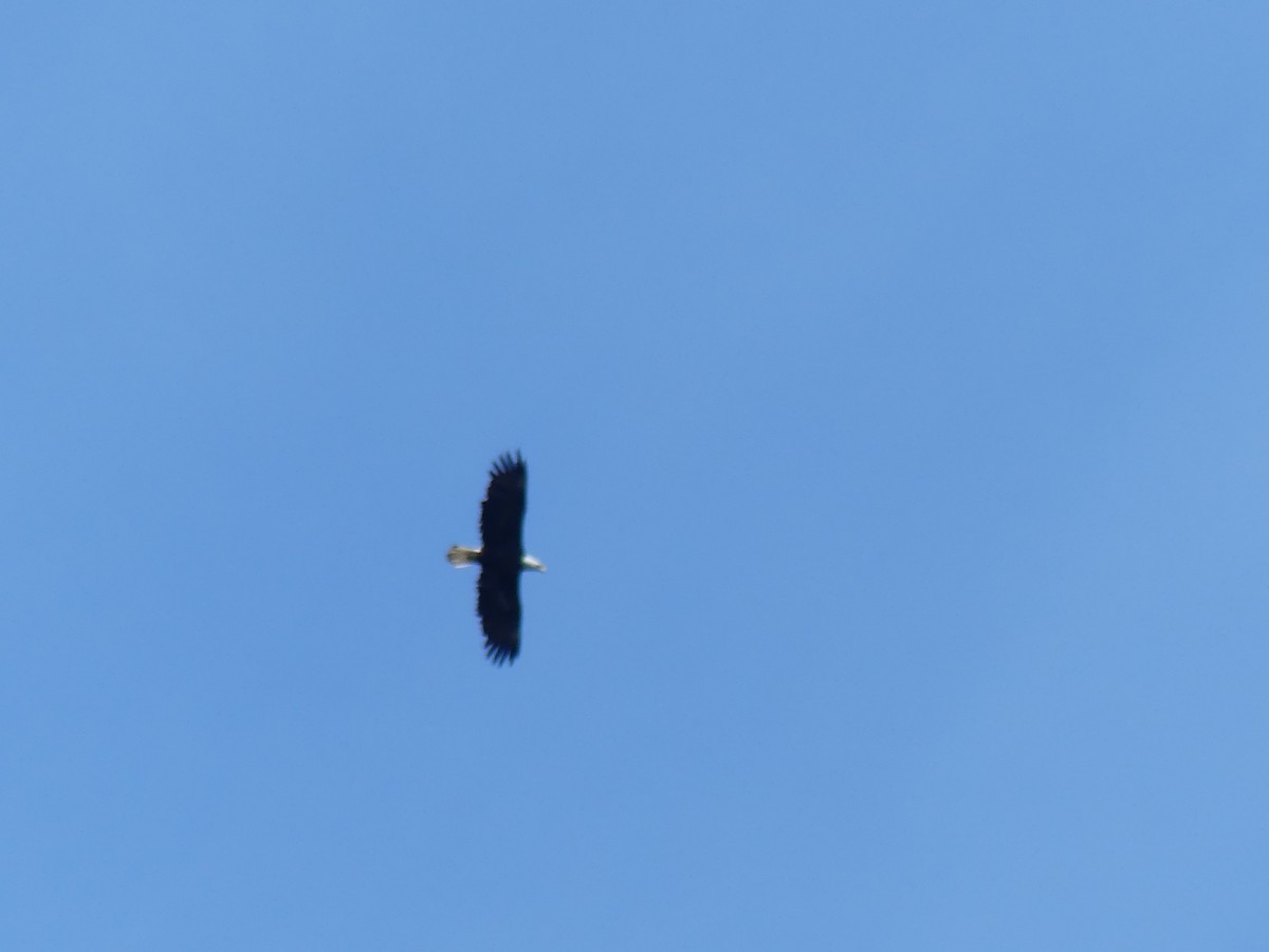 Bald Eagle - ML641287587