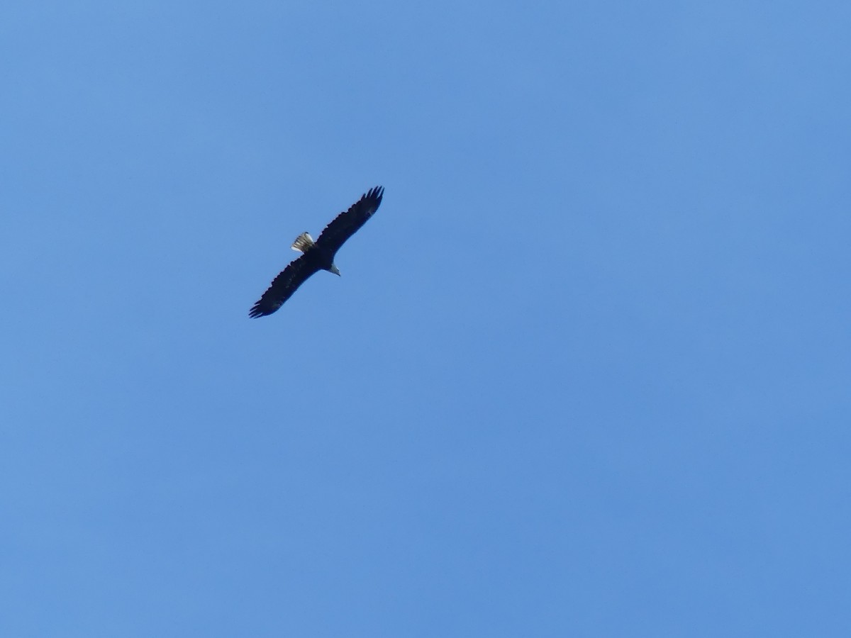 Bald Eagle - ML641287589