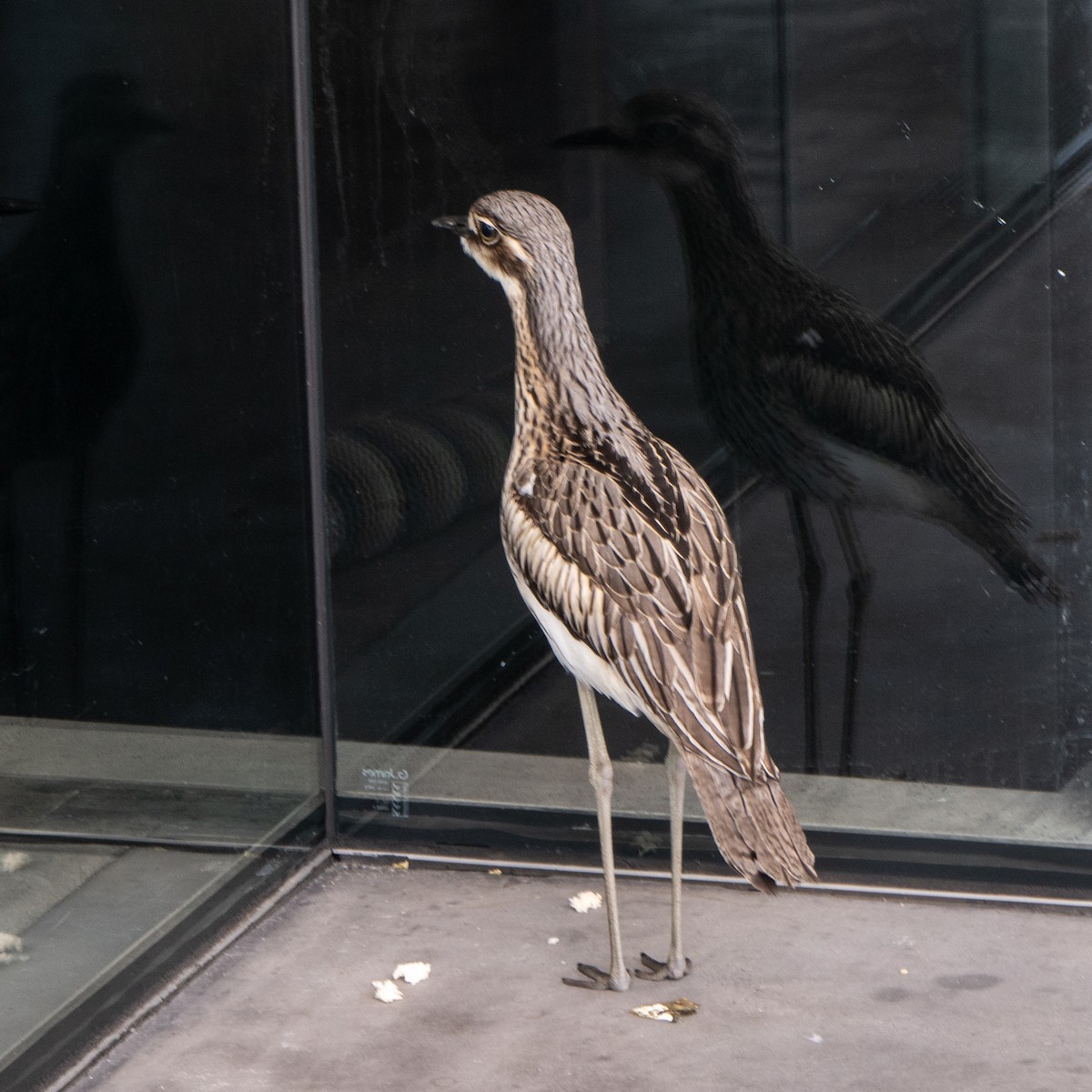Bush Thick-knee - ML641287656