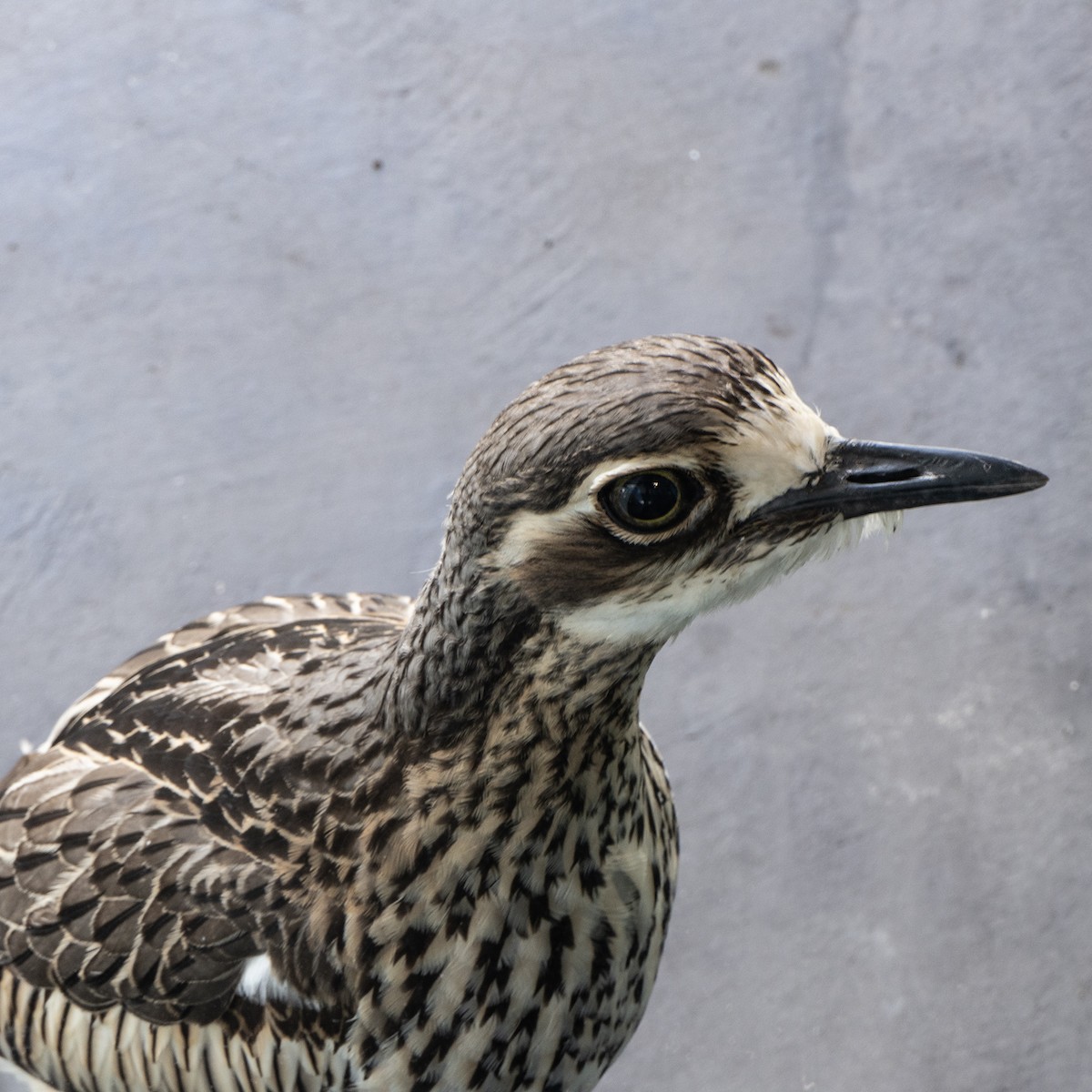 Bush Thick-knee - ML641287657