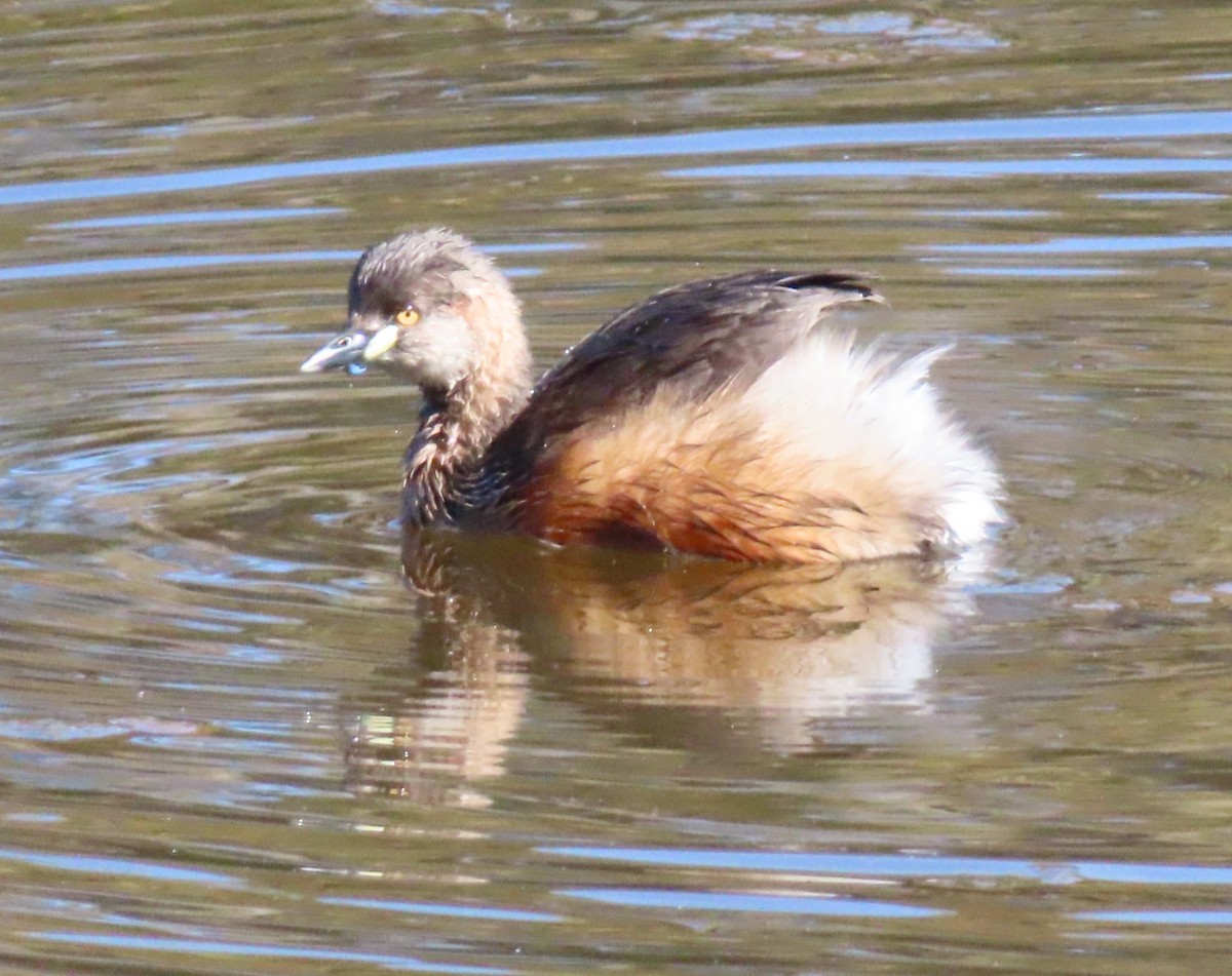 Australasian Grebe - ML641287659
