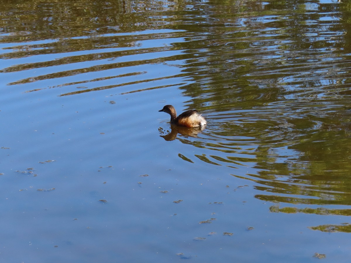 Australasian Grebe - ML641287661
