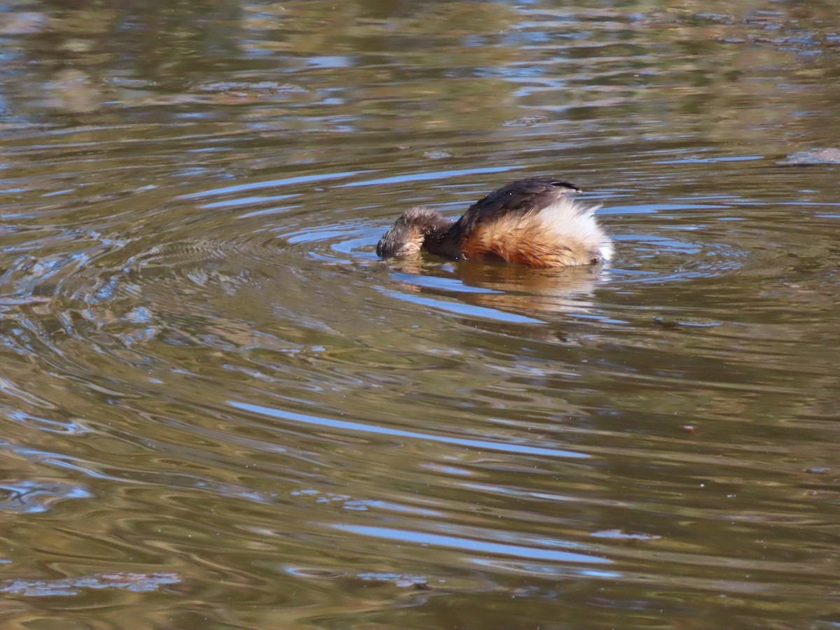 Australasian Grebe - ML641287662