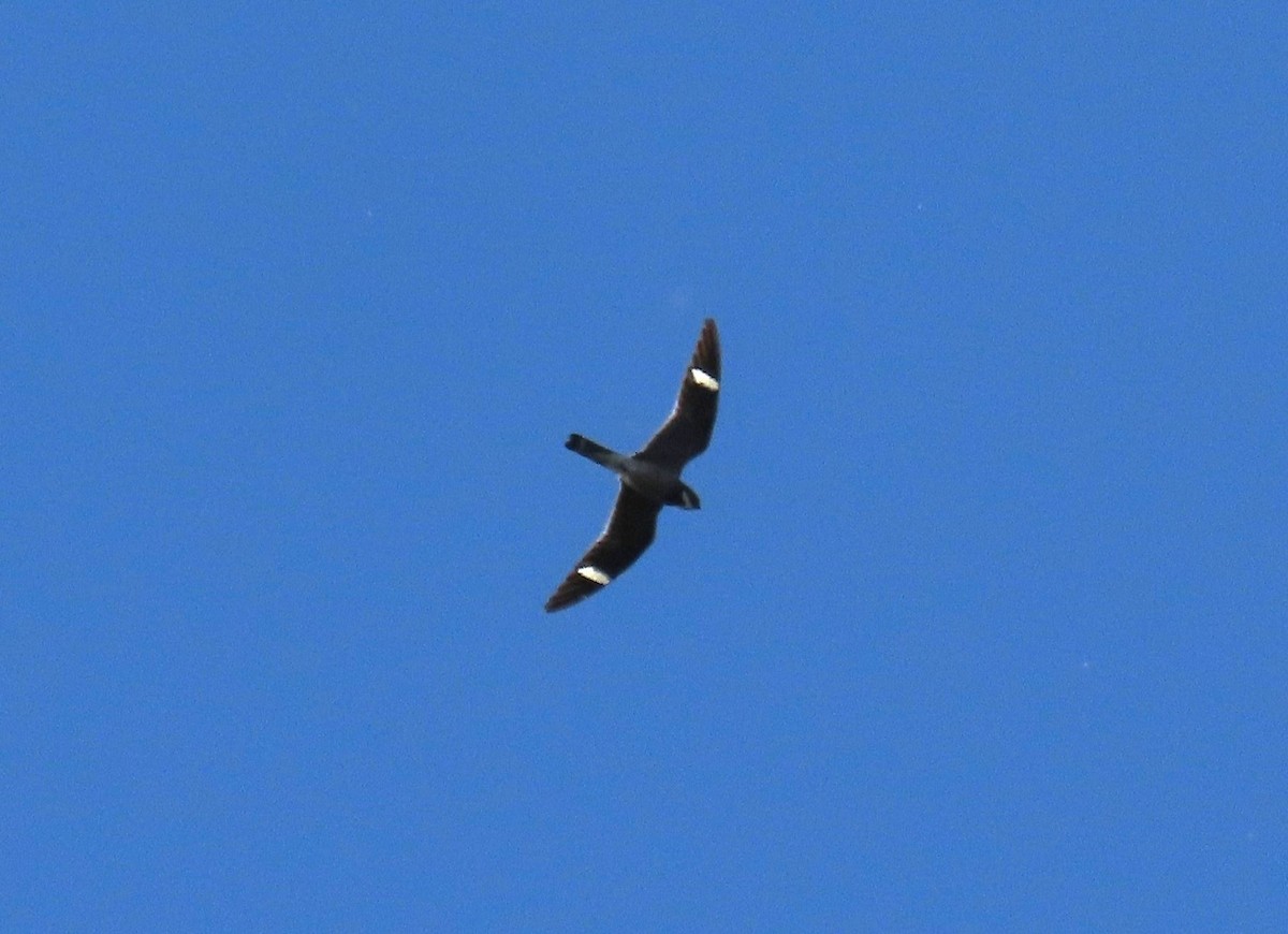 Common Nighthawk - ML641287733