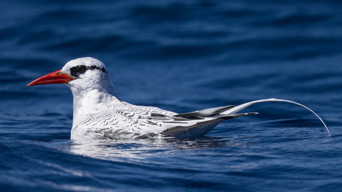 Red-billed Tropicbird - ML641287759