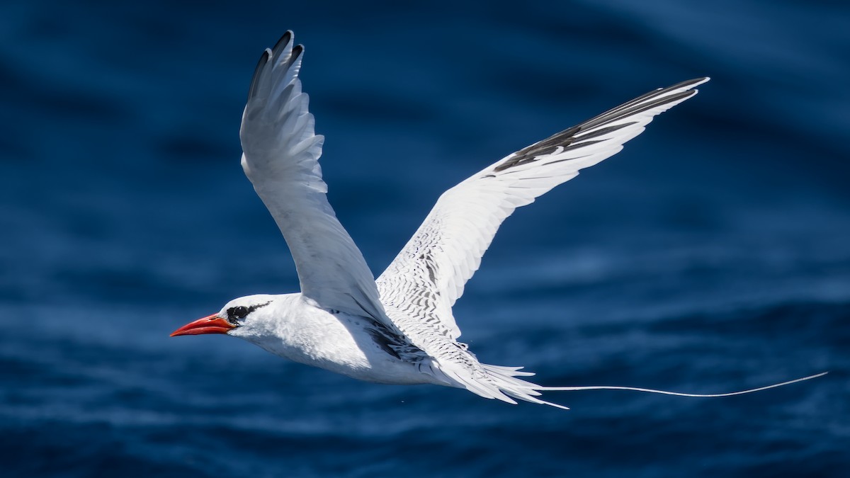 Red-billed Tropicbird - ML641287760
