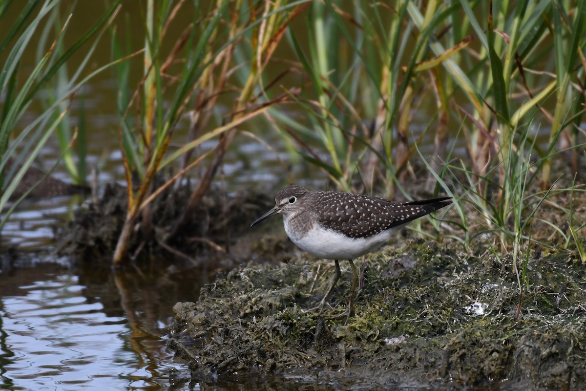 Einsiedelwasserläufer - ML641287774