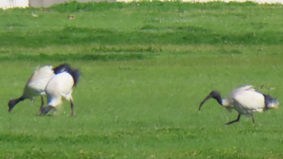 Australian Ibis - ML641287776