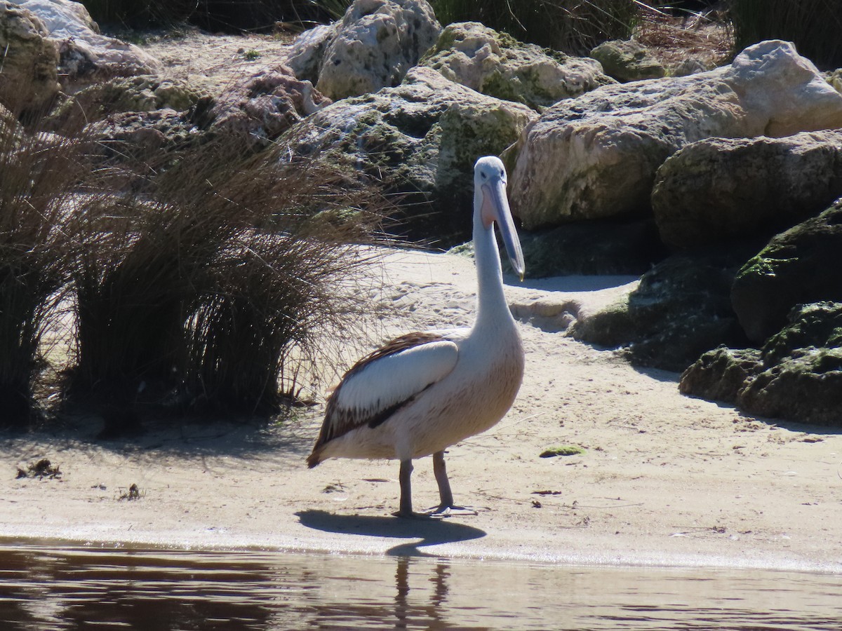Australian Pelican - ML641287782
