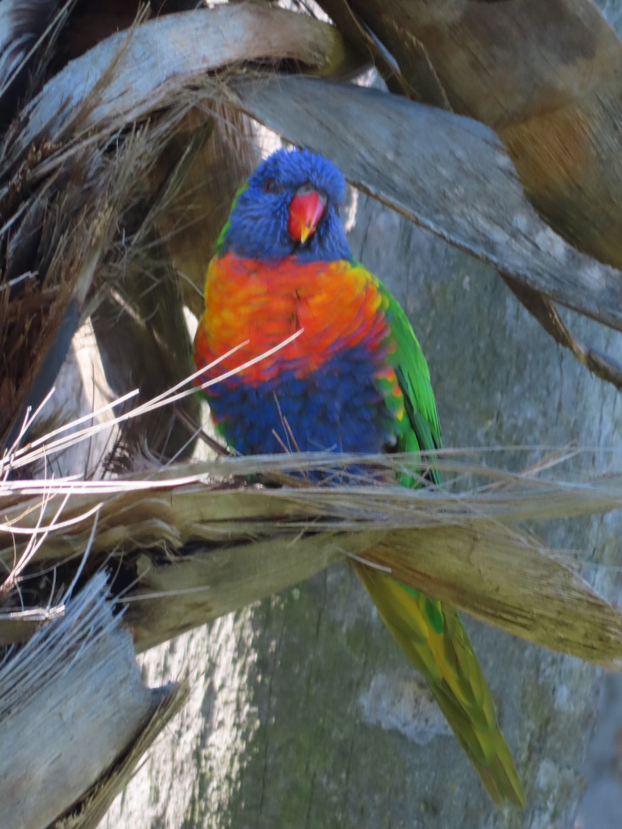 Rainbow Lorikeet - ML641287792