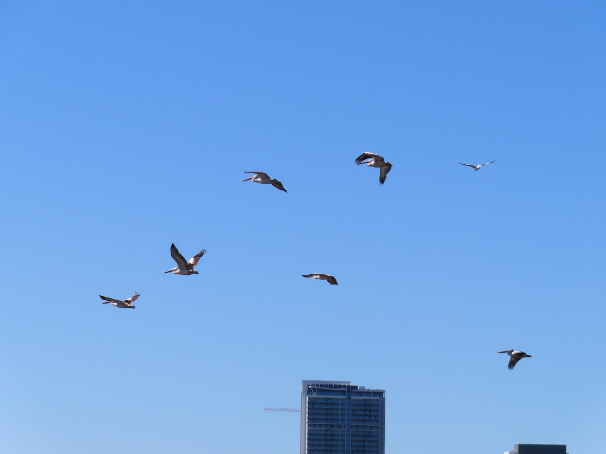 Australian Pelican - ML641287797