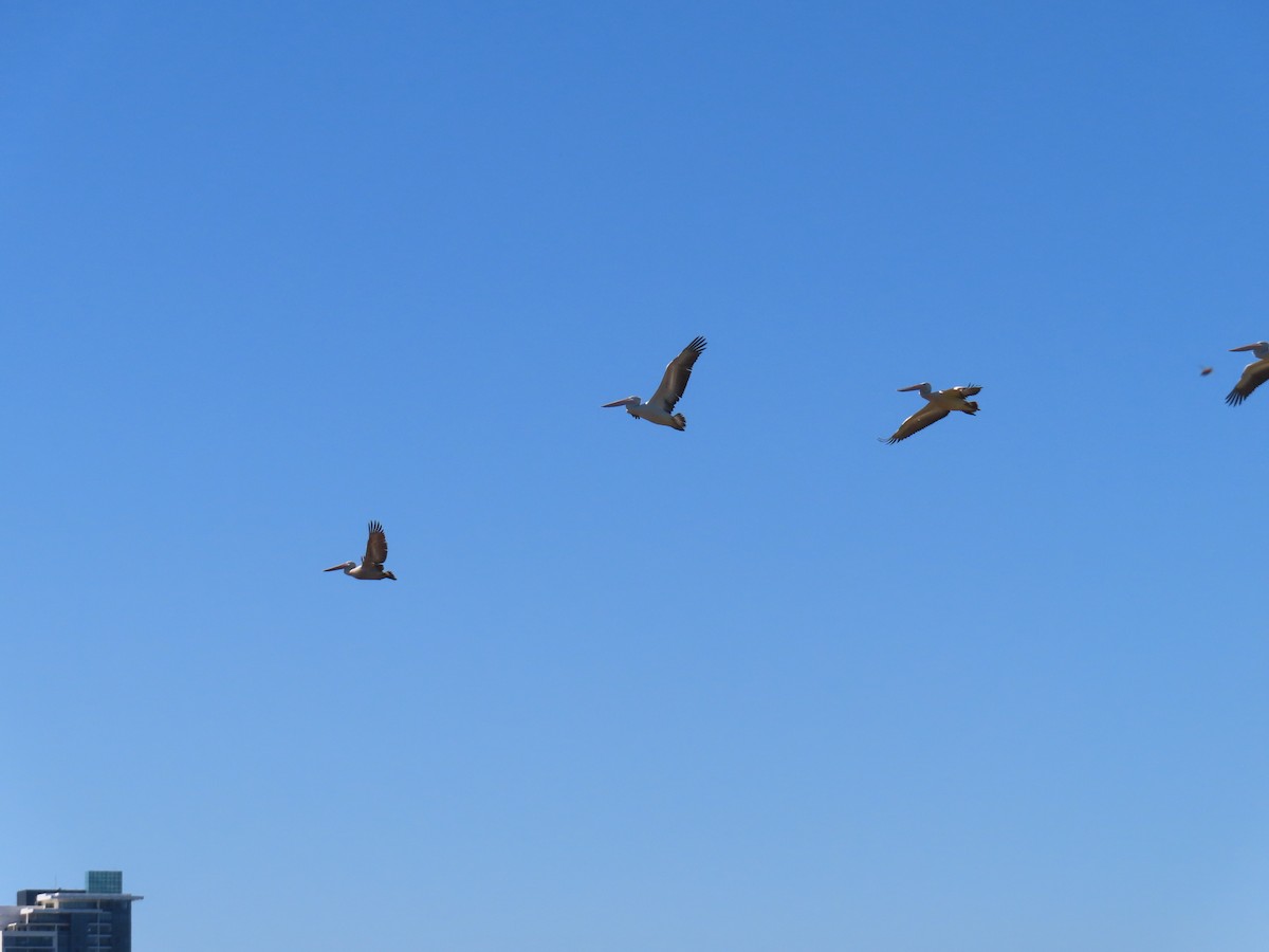 Australian Pelican - ML641287798