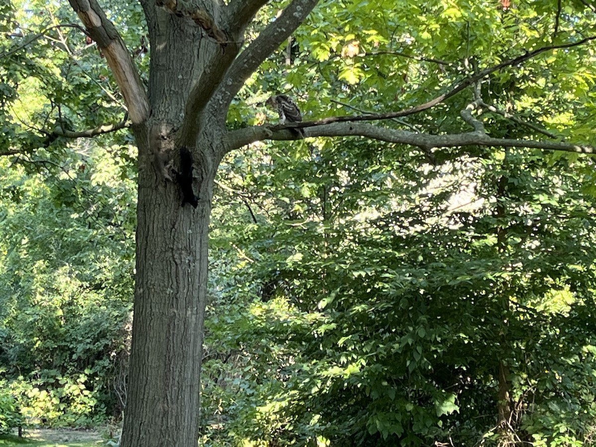 Rotschwanzbussard - ML641287808