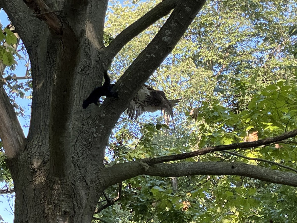 Rotschwanzbussard - ML641287809