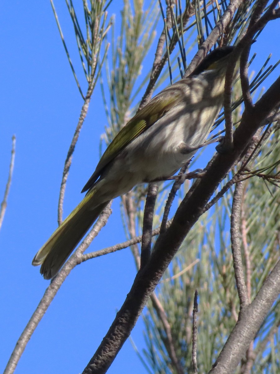 Singing Honeyeater - ML641287815