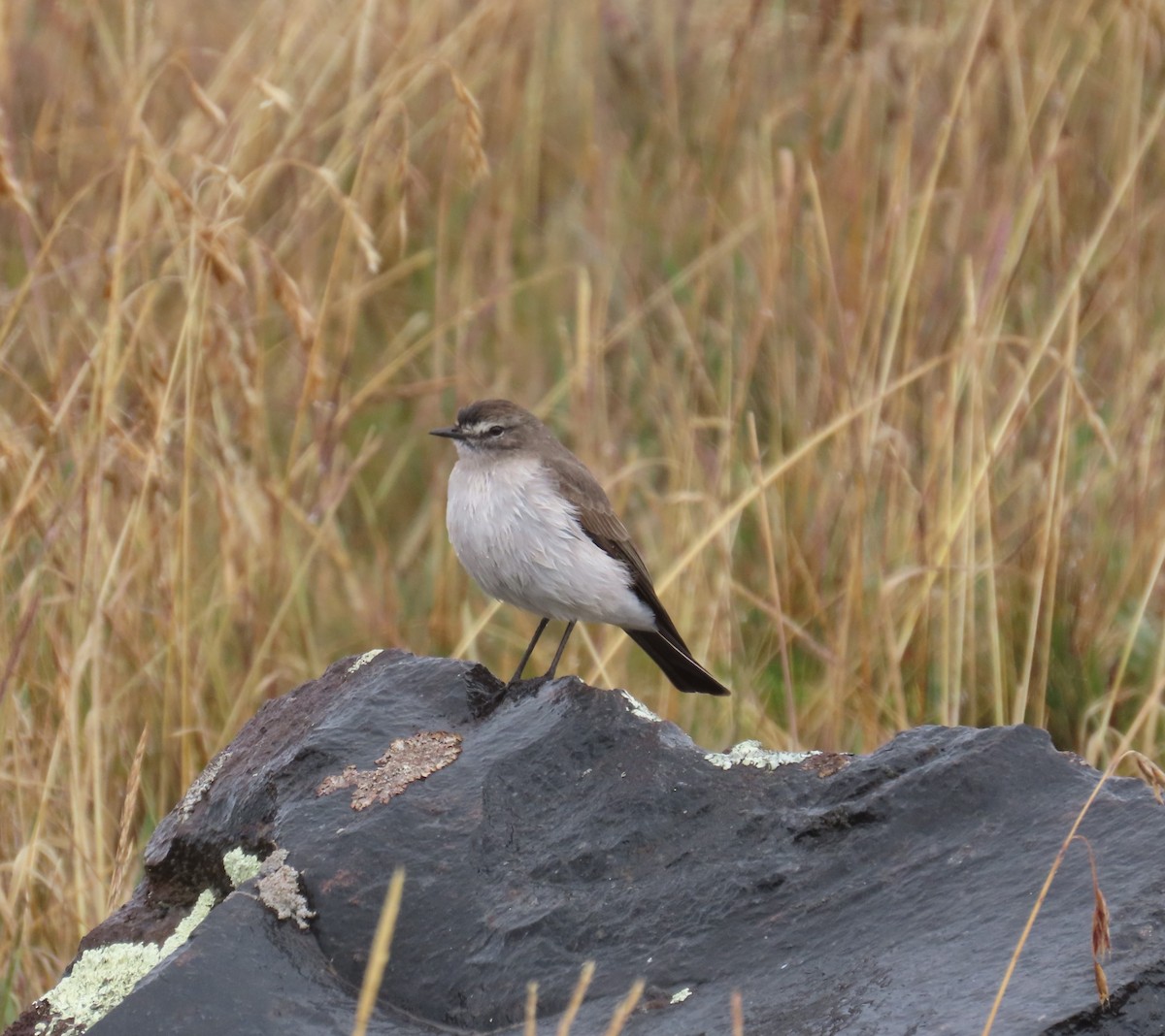 Plain-capped Ground-Tyrant - ML641287828