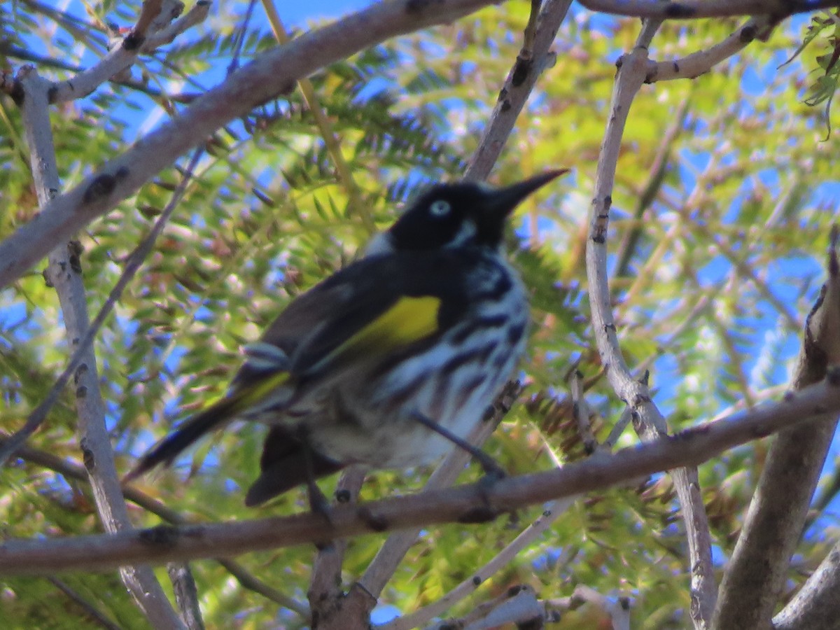 New Holland Honeyeater - ML641287840