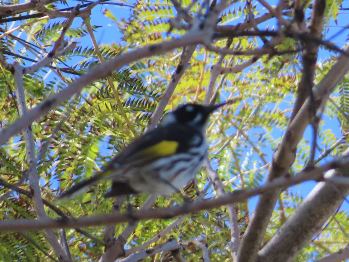 New Holland Honeyeater - ML641287841