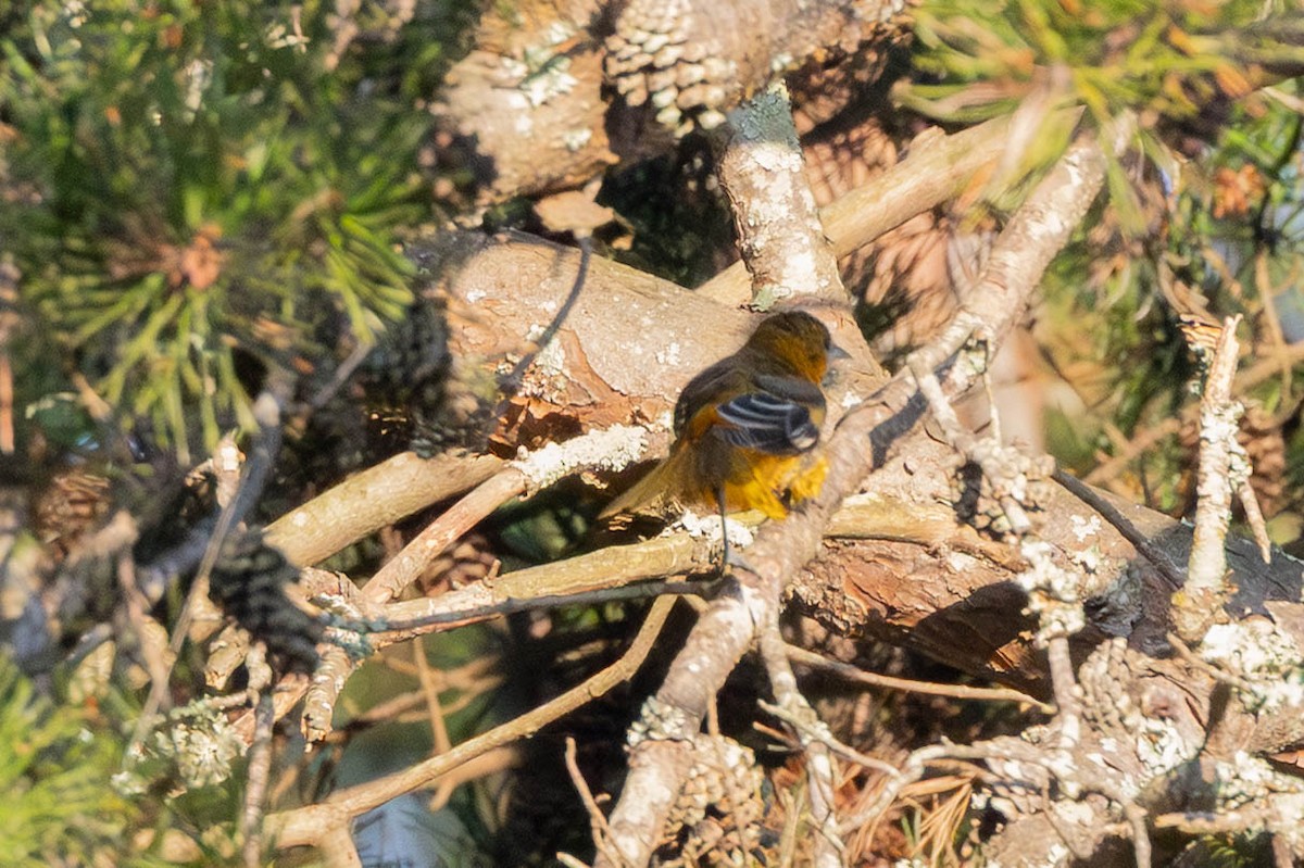 פזאי צפוני - ML641287863