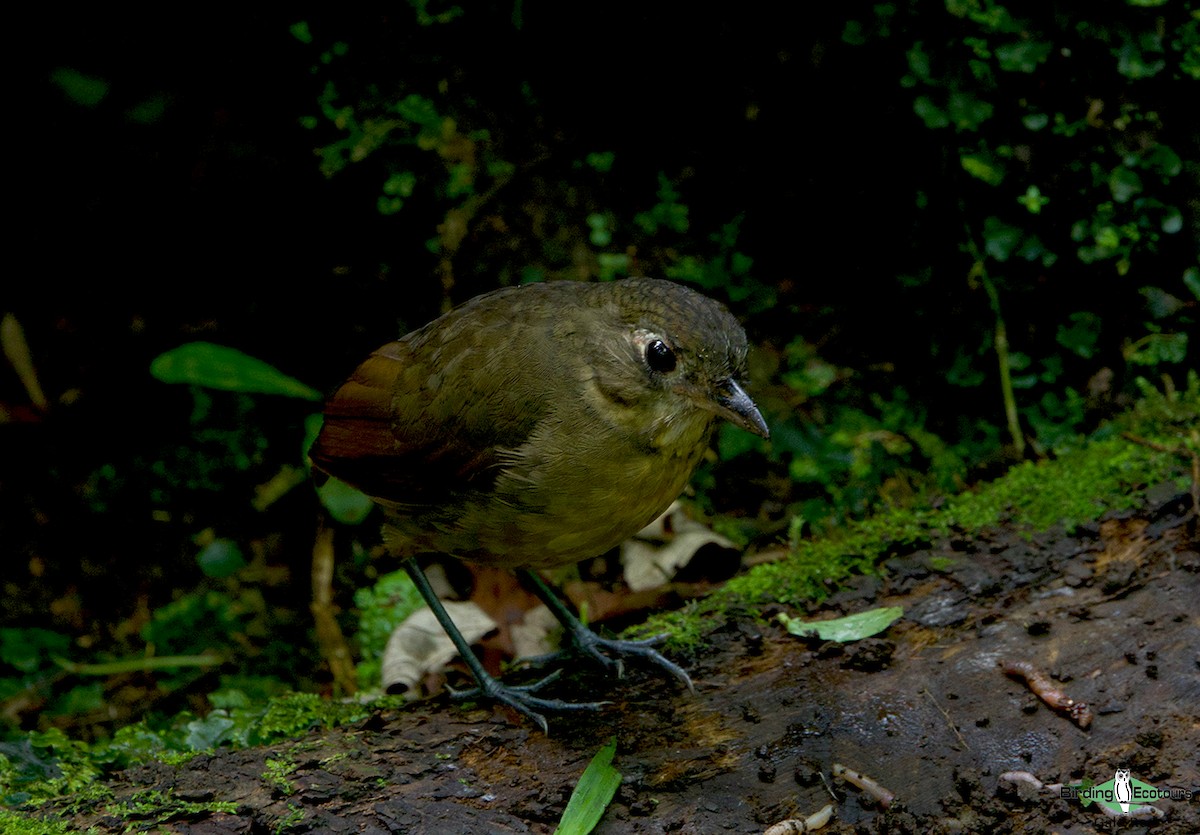 Plain-backed Antpitta - ML641287866