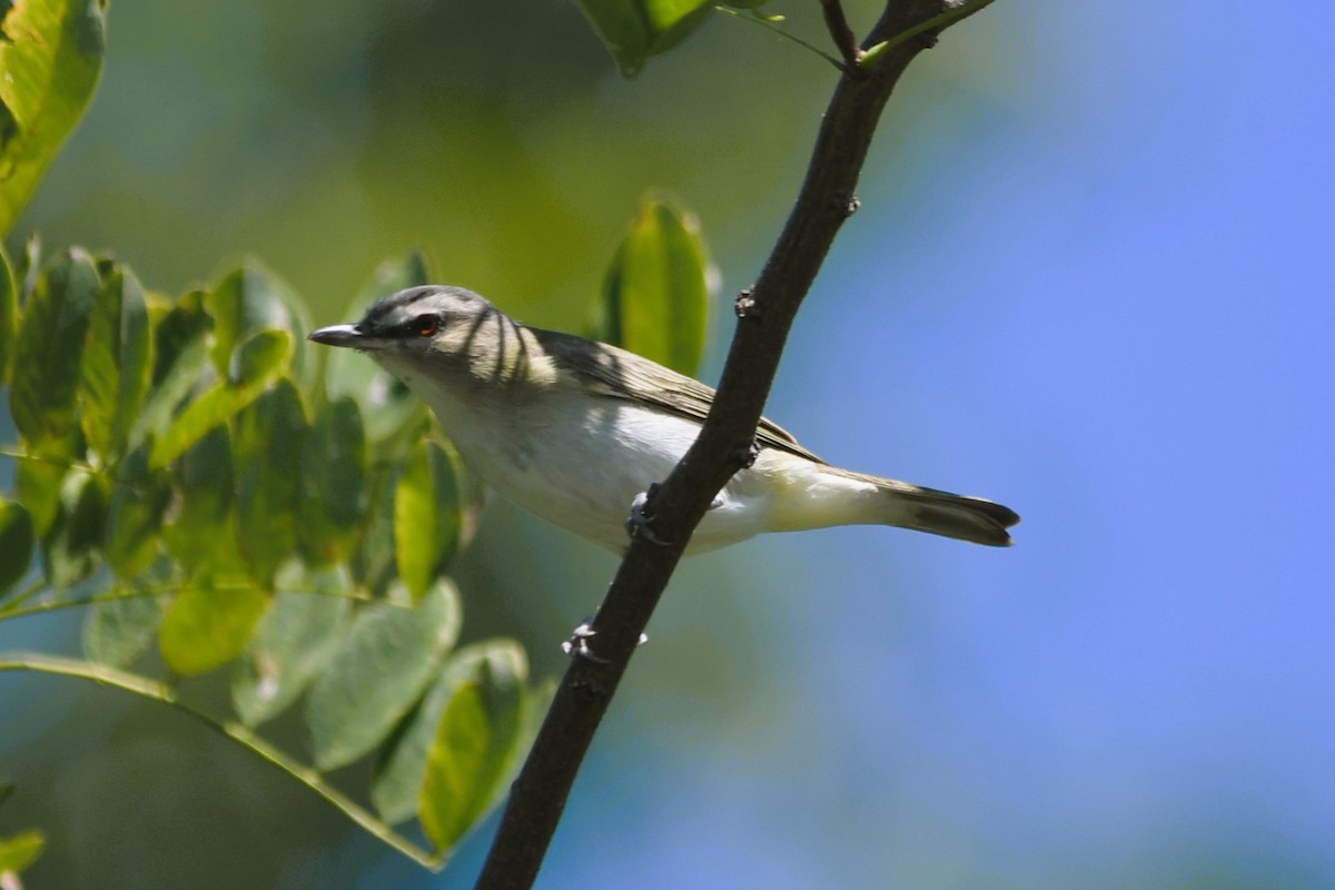 rødøyevireo - ML641287887